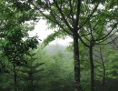 IMG_0786